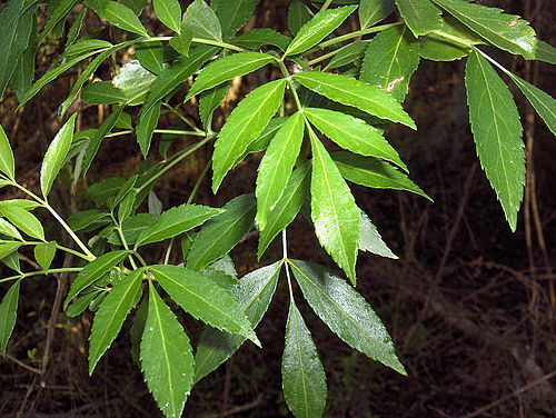 fraxinus caroliniana